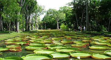 Mauritius Botanical Garden